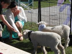 Petting20Zoo20Pittsburgh20PA2014 1741282276 Petting Zoo Party With Pony to Pet! (Pony Rides Opt.)